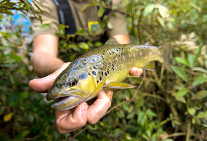 poisson nageur fait main artisanal pour pêcher la truite en rivière.